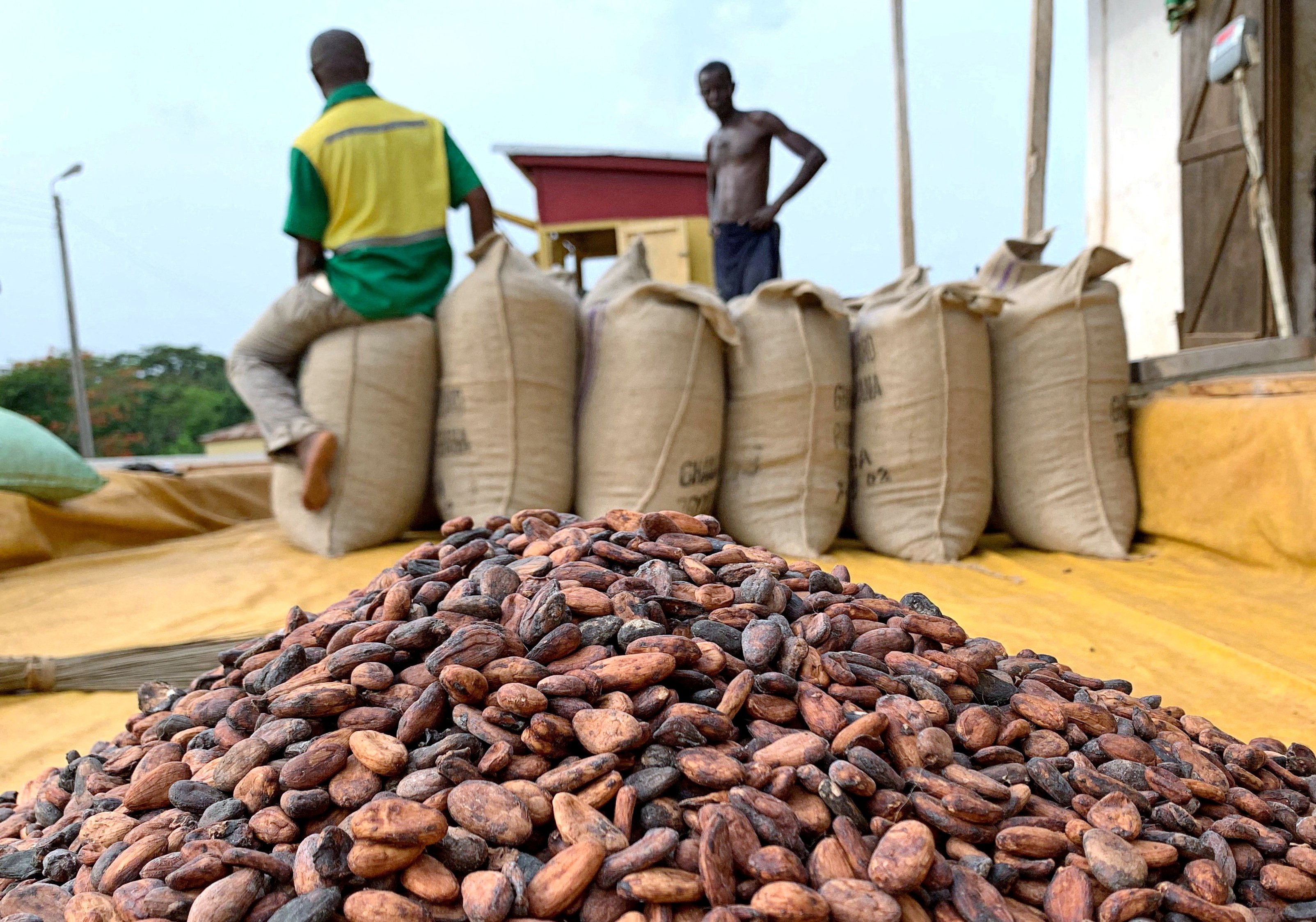 Pay Us Now or Farmers Will Suffer – Licensed Cocoa Buyers Warn COCOBOD