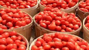 Gov't to engage Burkina Faso over tomato export suspension, urges calm