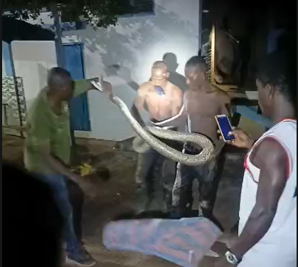 ECG restores power in Kumasi after pythons disrupt substation operations