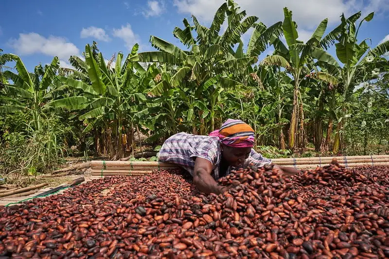 Cocoa buyers divert funds to purchase smuggled beans, COCOBOD says